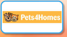 Pets4Homes - Stick Insects