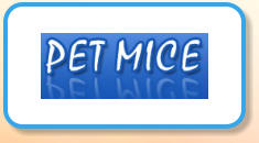 Pet Mice
