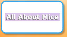 All About Mice