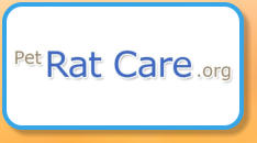 Pet Rat Care